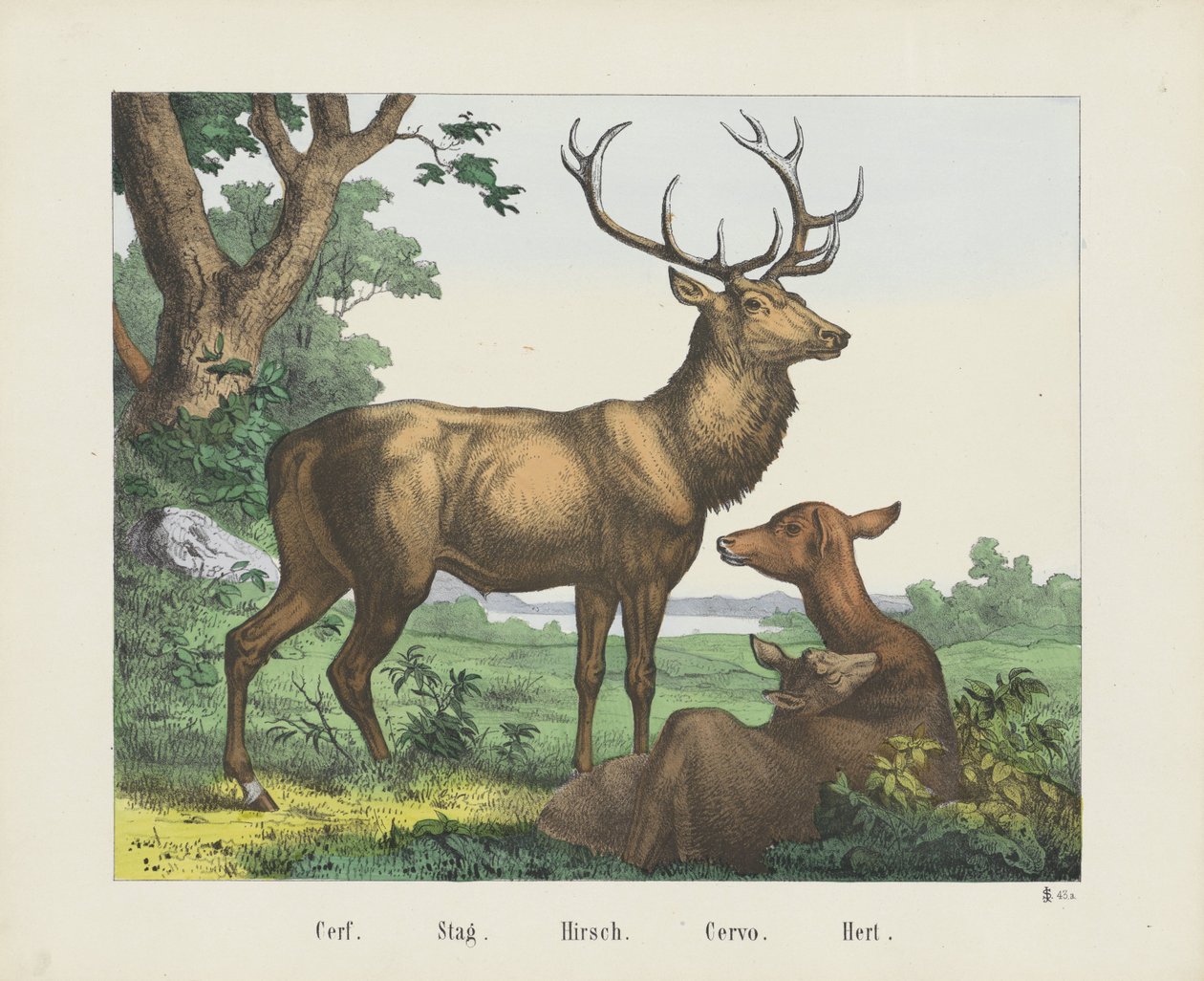 Cerf. / Hjort. / Hirsch. / Cervo. / Hert (tittel på objekt) av firma Joseph Scholz