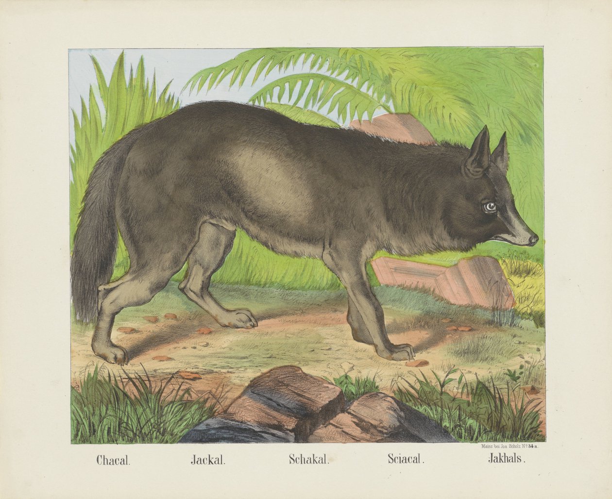 Chacal. / Sjakal. / Schakal. / Sciacal. / Jakhals (tittel på objekt) av firma Joseph Scholz