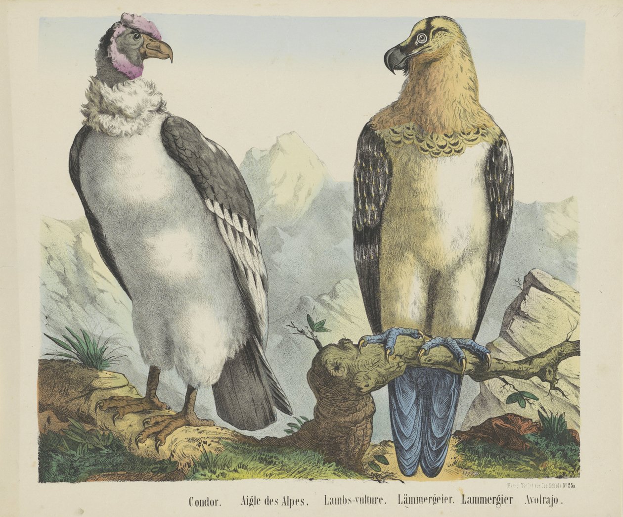 Condor. / Alpenes ørn. / Lam-gribb. / lammegribb. / Lammergier / Avolrajo (tittel på objekt) av firma Joseph Scholz