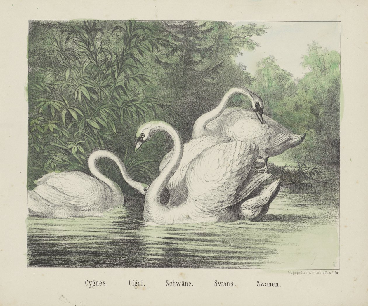 Svaner. / sigaretter. / Svaner. / Svaner. / Zwanen (tittel på objekt) av firma Joseph Scholz