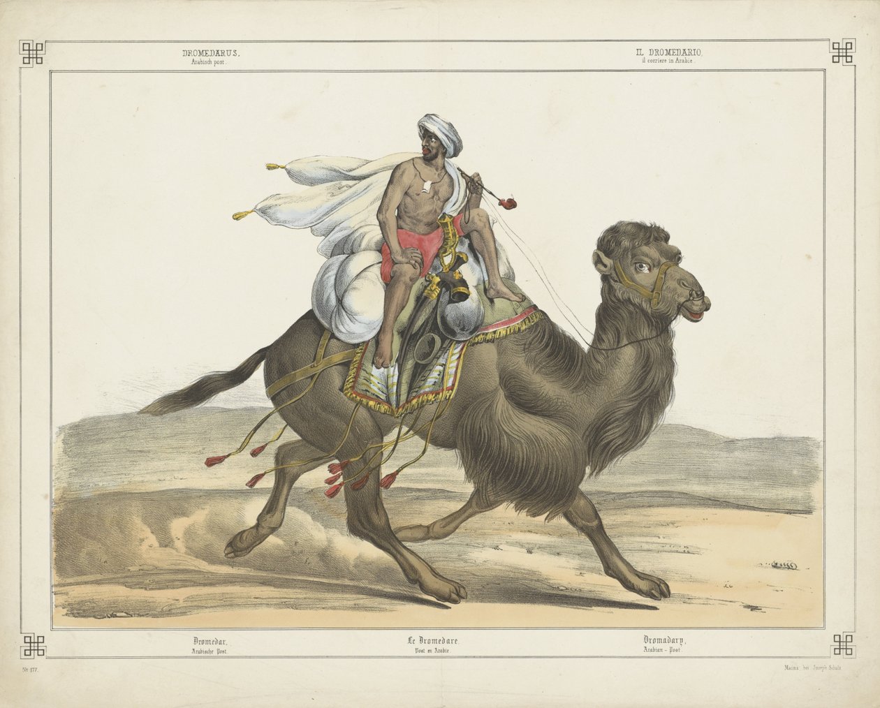 Dromedarus, / Arabisk innlegg (tittel på objekt) av firma Joseph Scholz