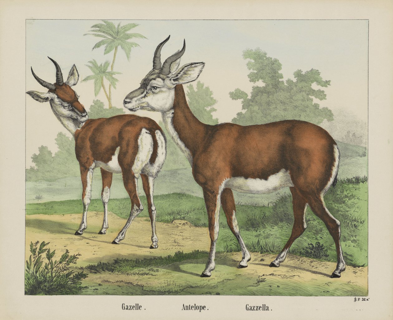 Gaselle. / Antilope. / Gazella (tittel på objekt) av firma Joseph Scholz