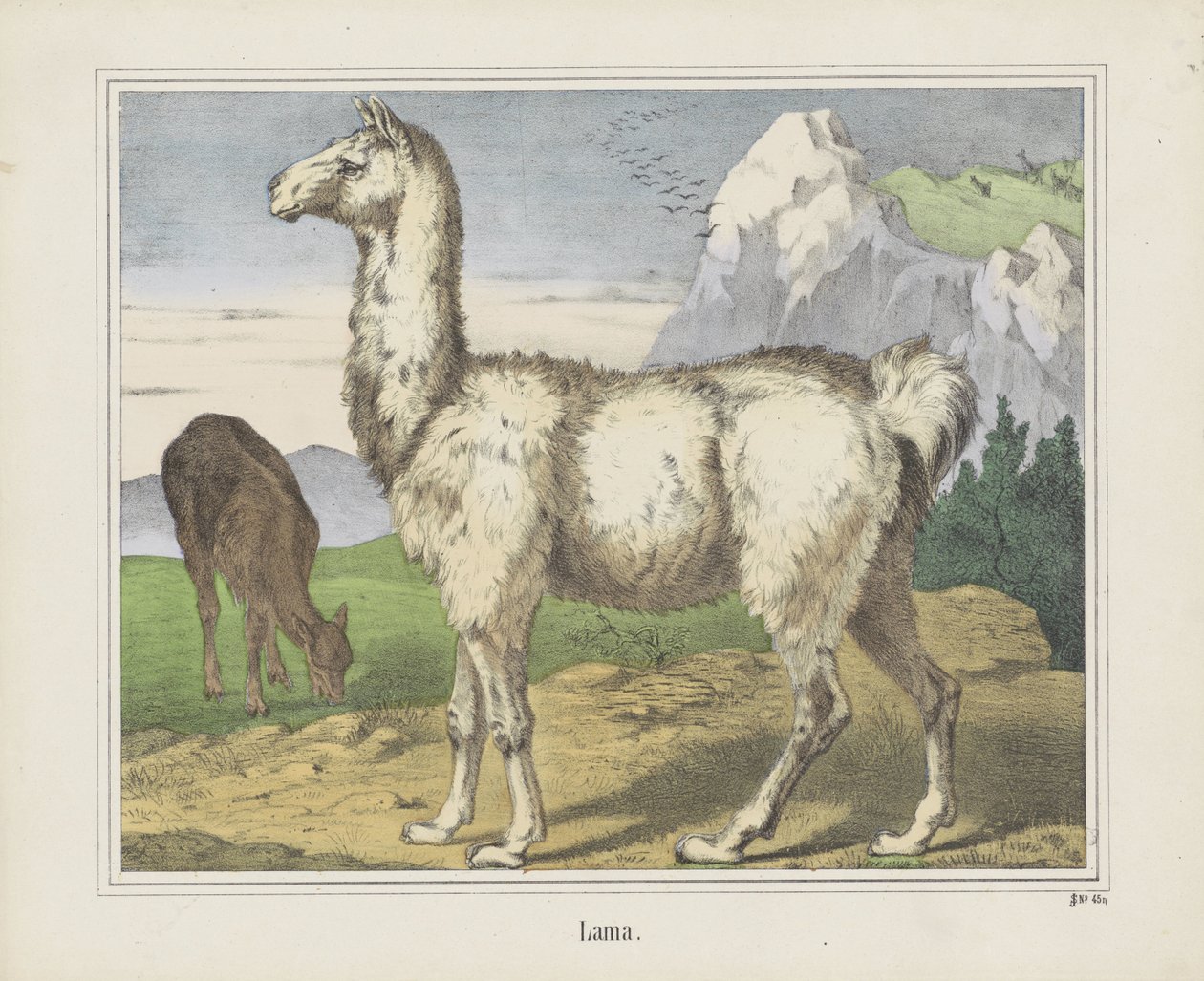 Lama (tittel på objekt) av firma Joseph Scholz