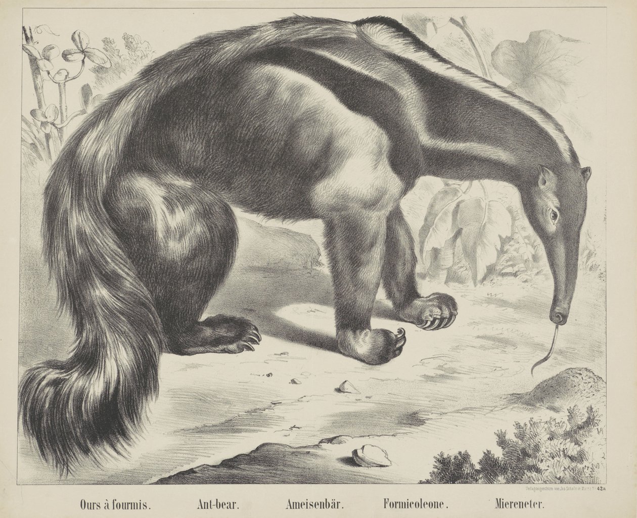 Vår à antmis. / Myrbjørn. / Maurbjørn. / Formicoleone. / Sea eater (tittel på objekt) av firma Joseph Scholz