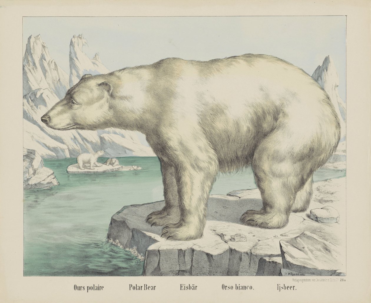 Vår polaire / isbjørn / Eisbär / Orso bianco. / Ijsbeer (tittel på objekt) av firma Joseph Scholz