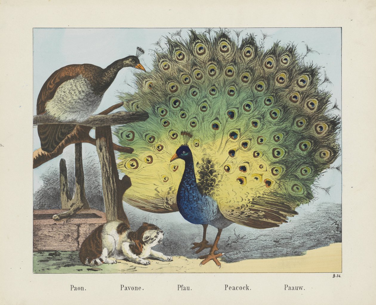 Paon. / Pavone. / Pfau. / Påfugl. / Paauw (tittel på objekt) av firma Joseph Scholz