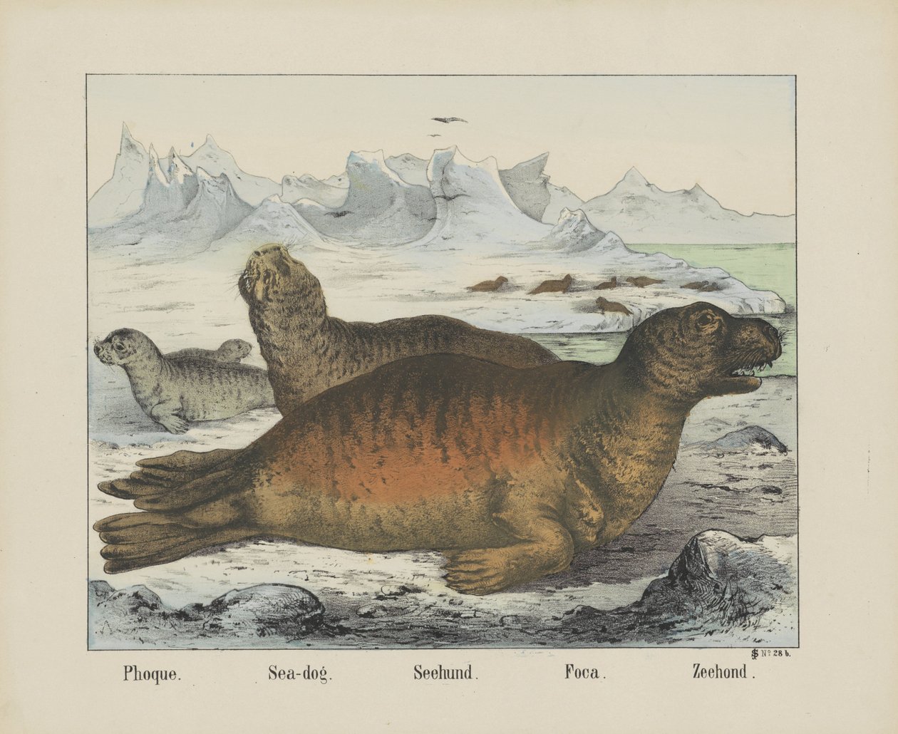 Phoque. / Sjø hund. / Seehund. / Foca. / Segl (tittel på objekt) av firma Joseph Scholz