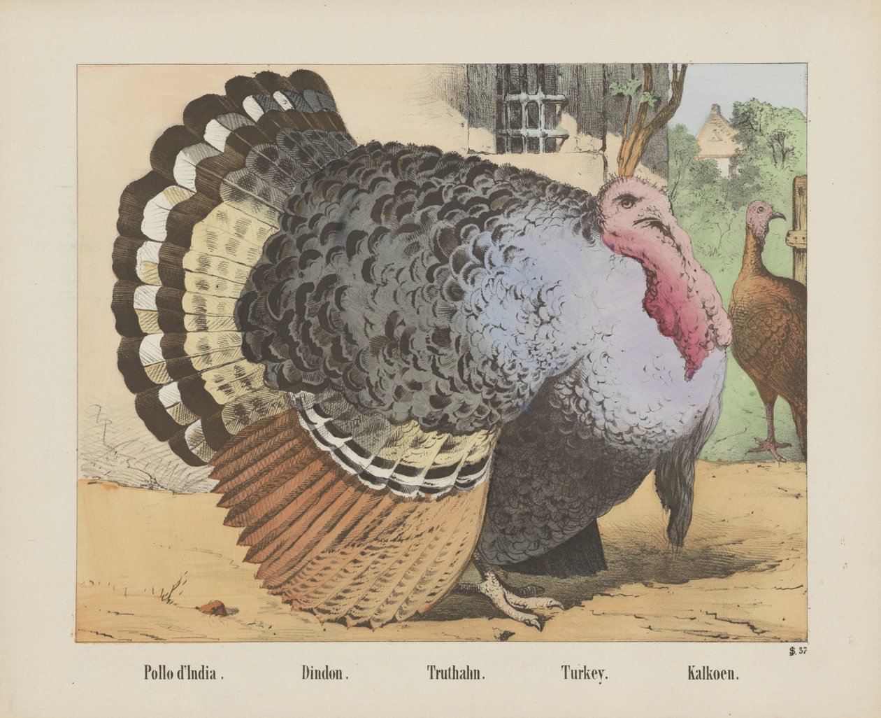 Pollo d'India. / Dindon. / Truthahn. / Tyrkia. / kalkun (tittel på objekt) av firma Joseph Scholz