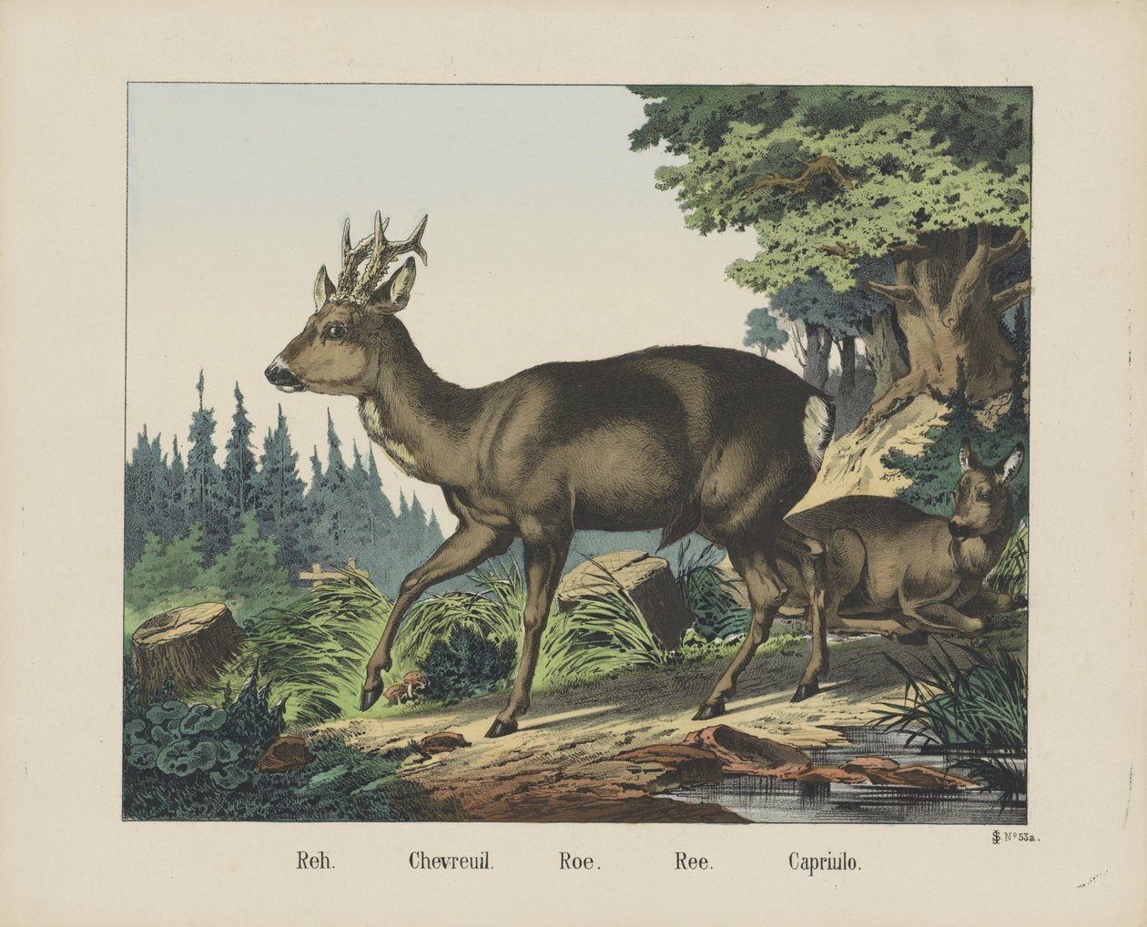 Reh. / Chevreuil. / Rogn. / Ree. / Capriulo (tittel på objekt) av firma Joseph Scholz