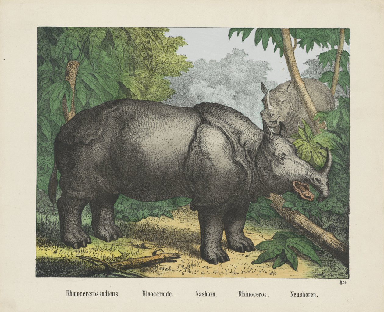 Rhinocereros indicus. / Rinoceronte. / Nashorn. / Neshorn. / Neushoren (tittel på objekt) av firma Joseph Scholz