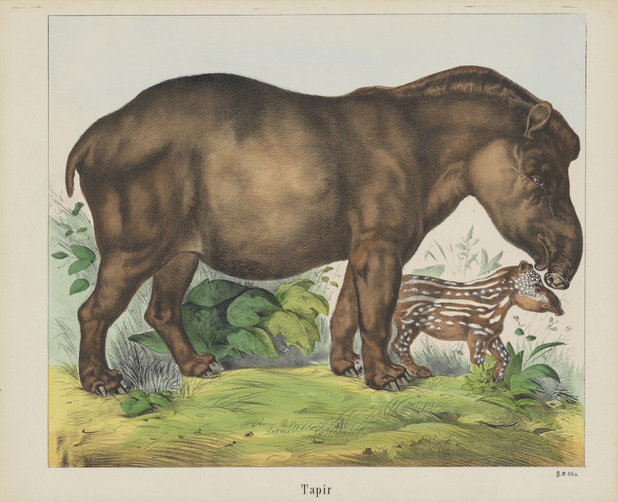 Tapir (tittel på objekt) av firma Joseph Scholz