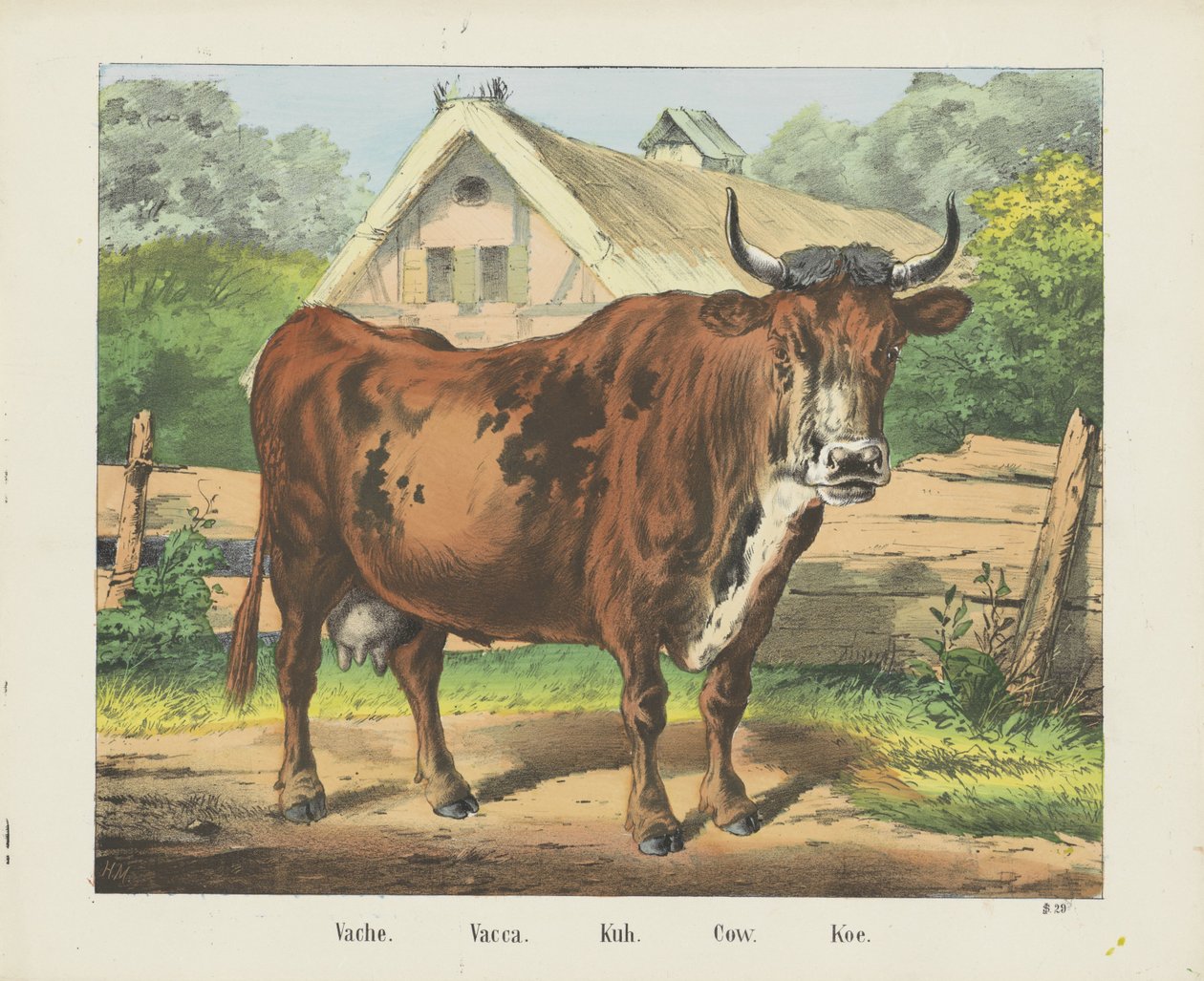 Vache. / Vacca. / Kuh. / Ku. / Koe (tittel på objekt) av firma Joseph Scholz