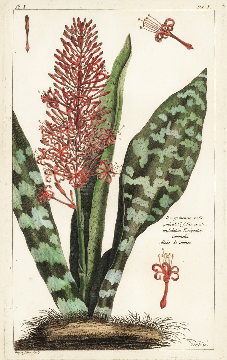Afrikansk buestrenghamp, Sansevieria hyacinthoides av the Younger Dupin