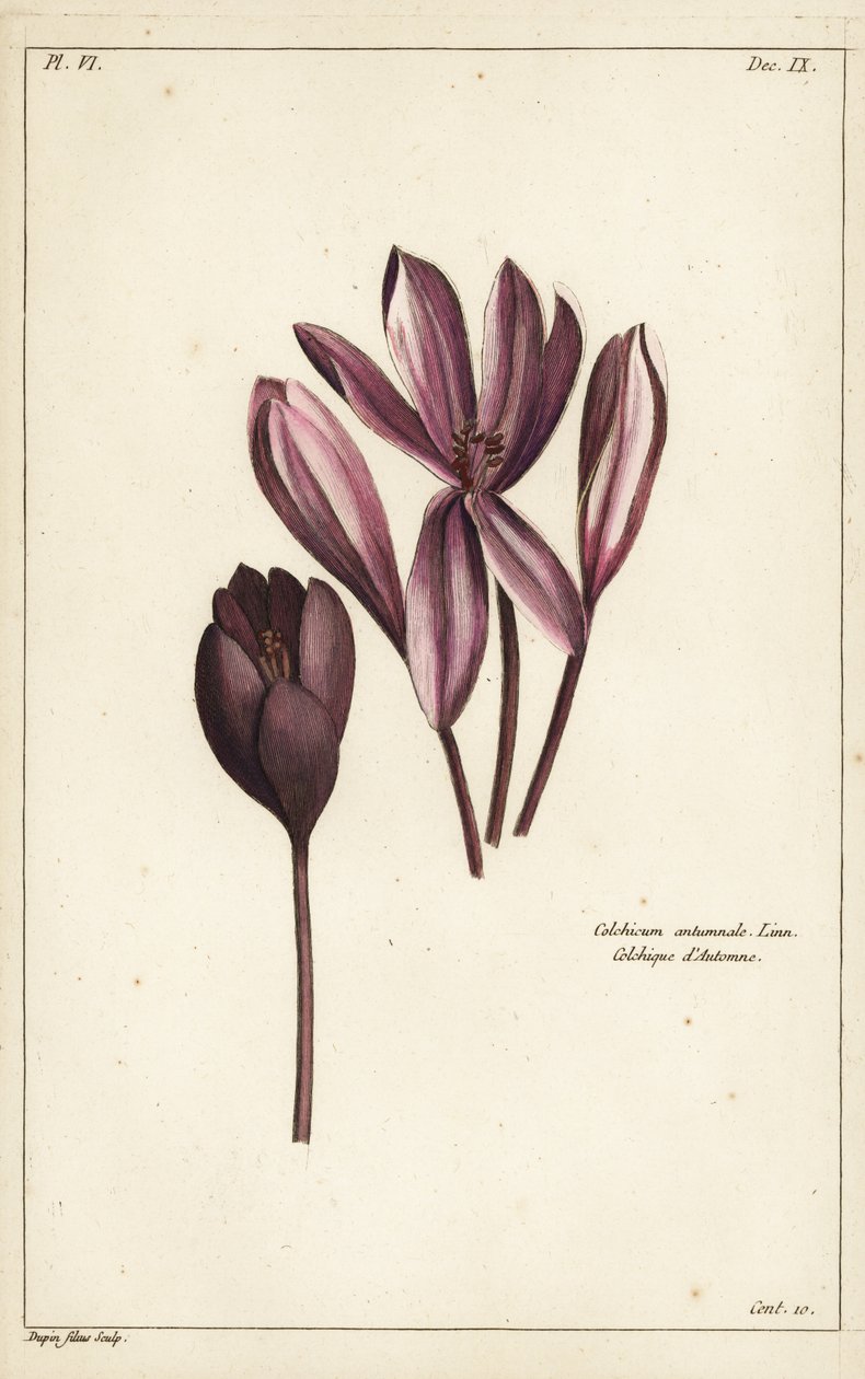 Høstkrokus, engsafran eller nakne damer, Colchicum autumnale, Linn av the Younger Dupin