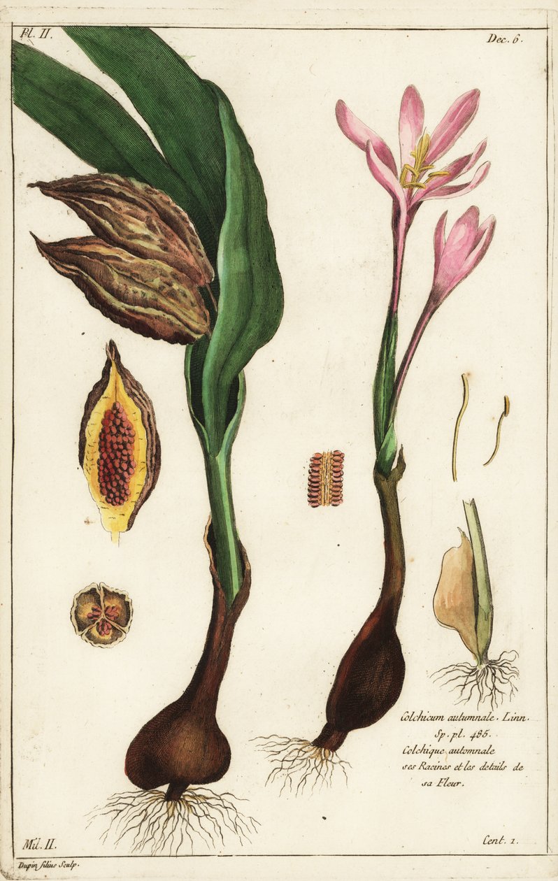 Høstkrokus, engsafran eller nakne damer, Colchicum autumnale, Linn av the Younger Dupin