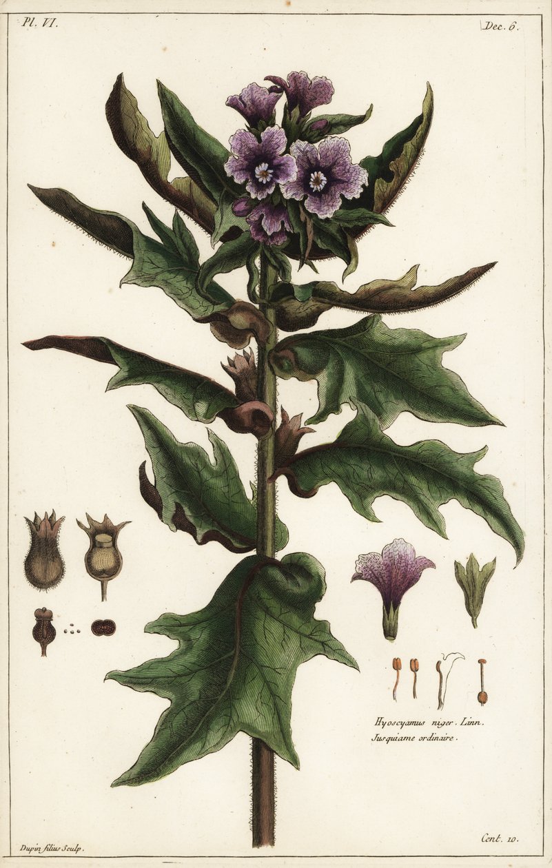 Svart hønebane, jusquiame noire, Hyoscyamus niger Linn av the Younger Dupin