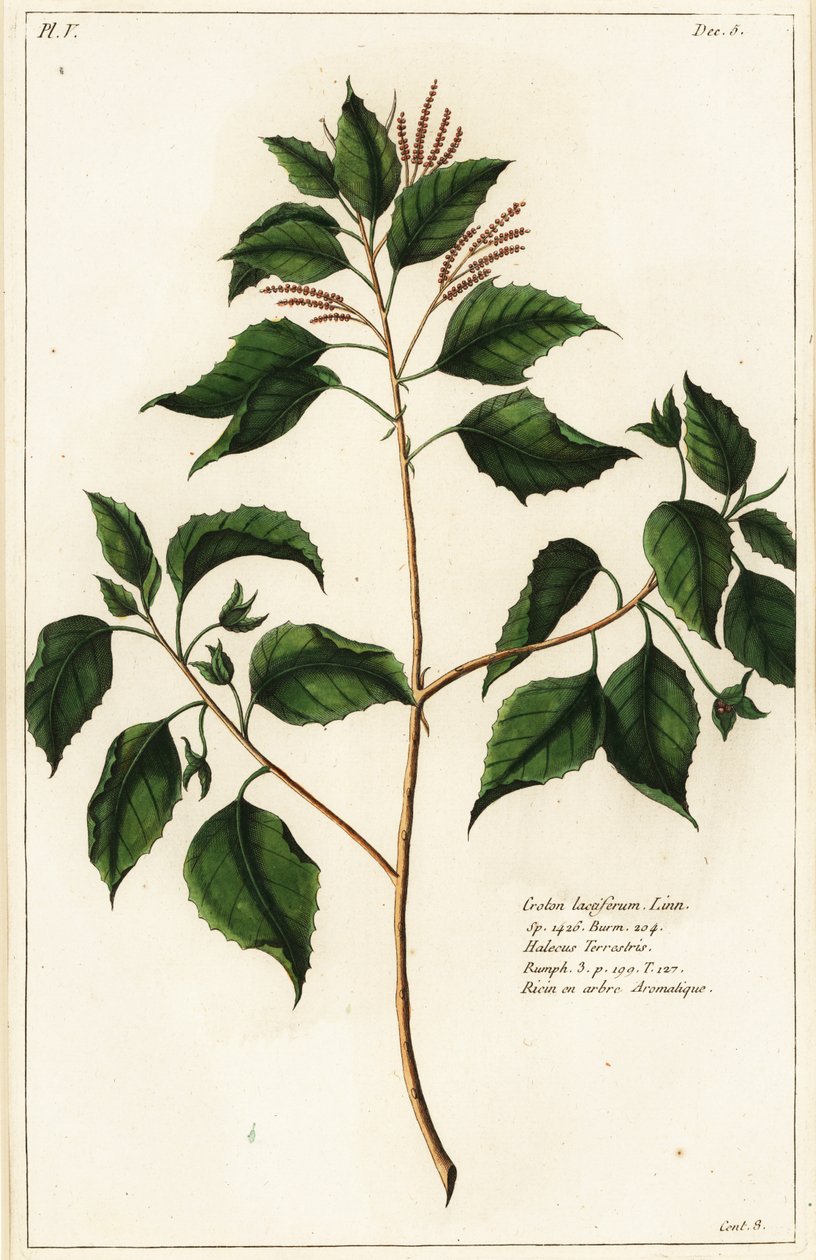 Candlenøtt, Croton laccifer av the Younger Dupin