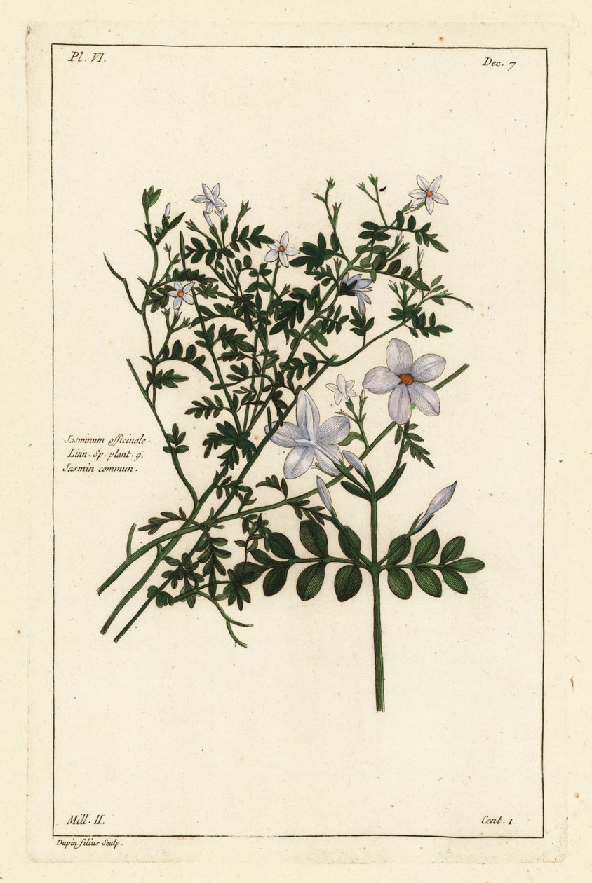Vanlig sjasmin, Jasminum officinale, Linn av the Younger Dupin