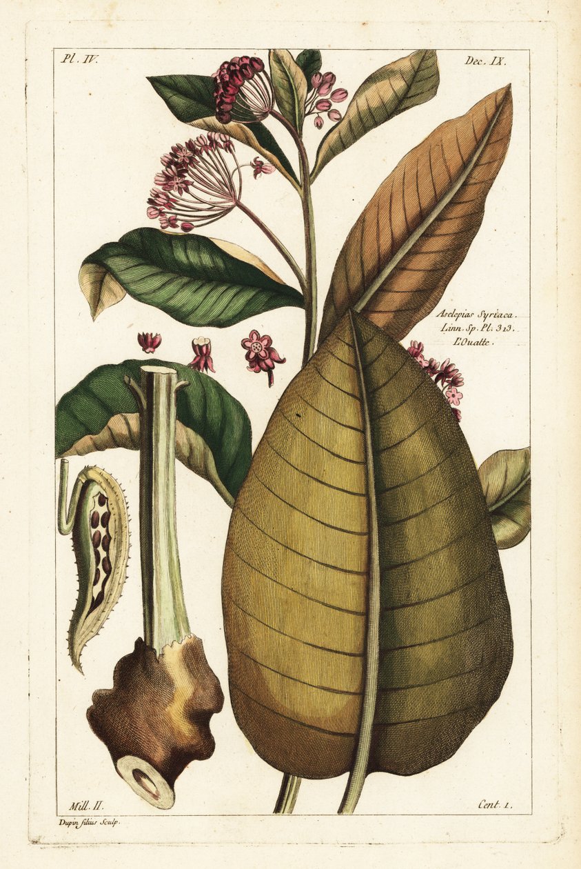 Vanlig melkegress, Asclepias syriaca av the Younger Dupin
