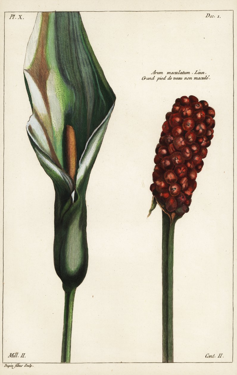 Gjøkpint eller villarum, blomst og frukt, Arum maculatum, Linn av the Younger Dupin