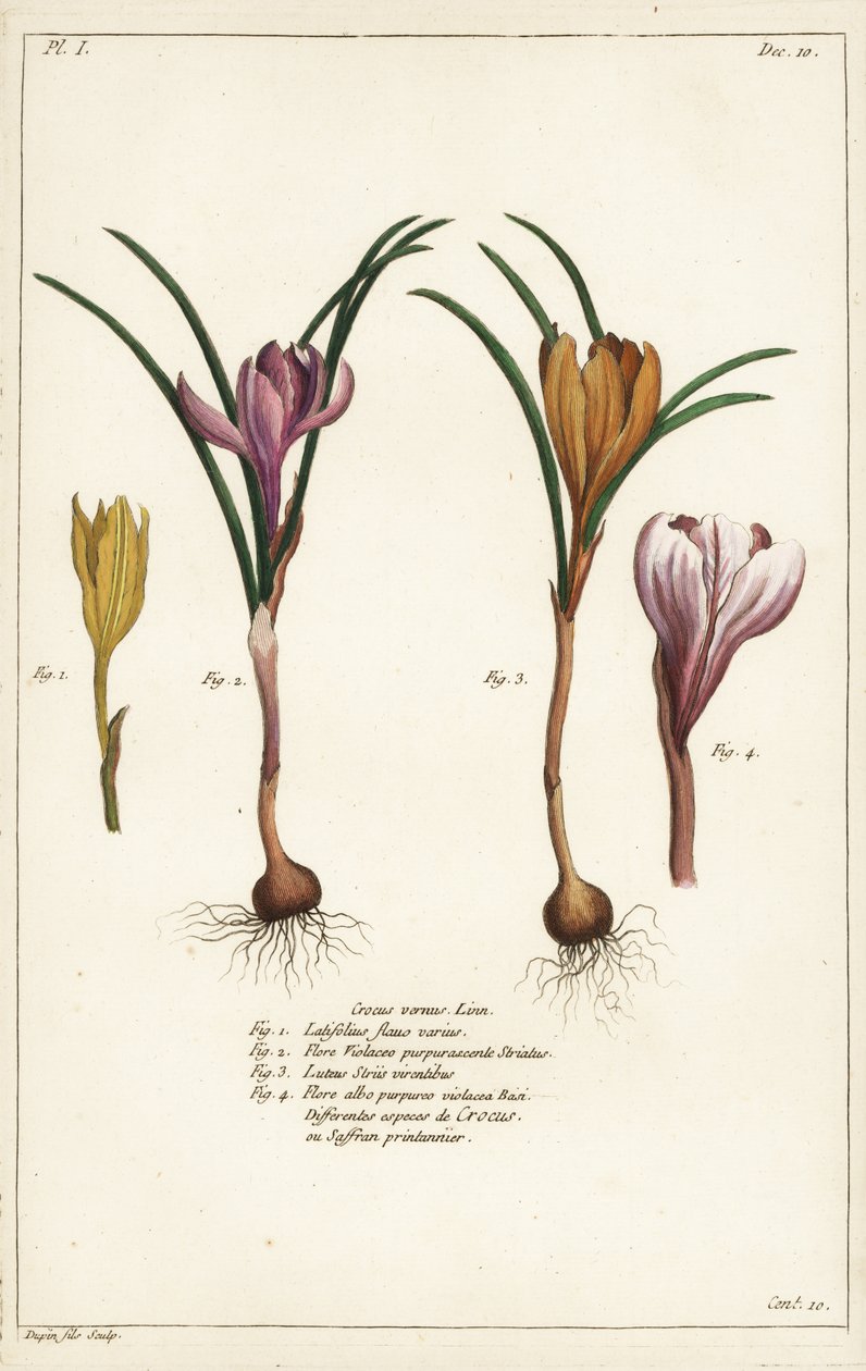 Ulike arter av vårkrokus, Crocus vernus, Linn av the Younger Dupin