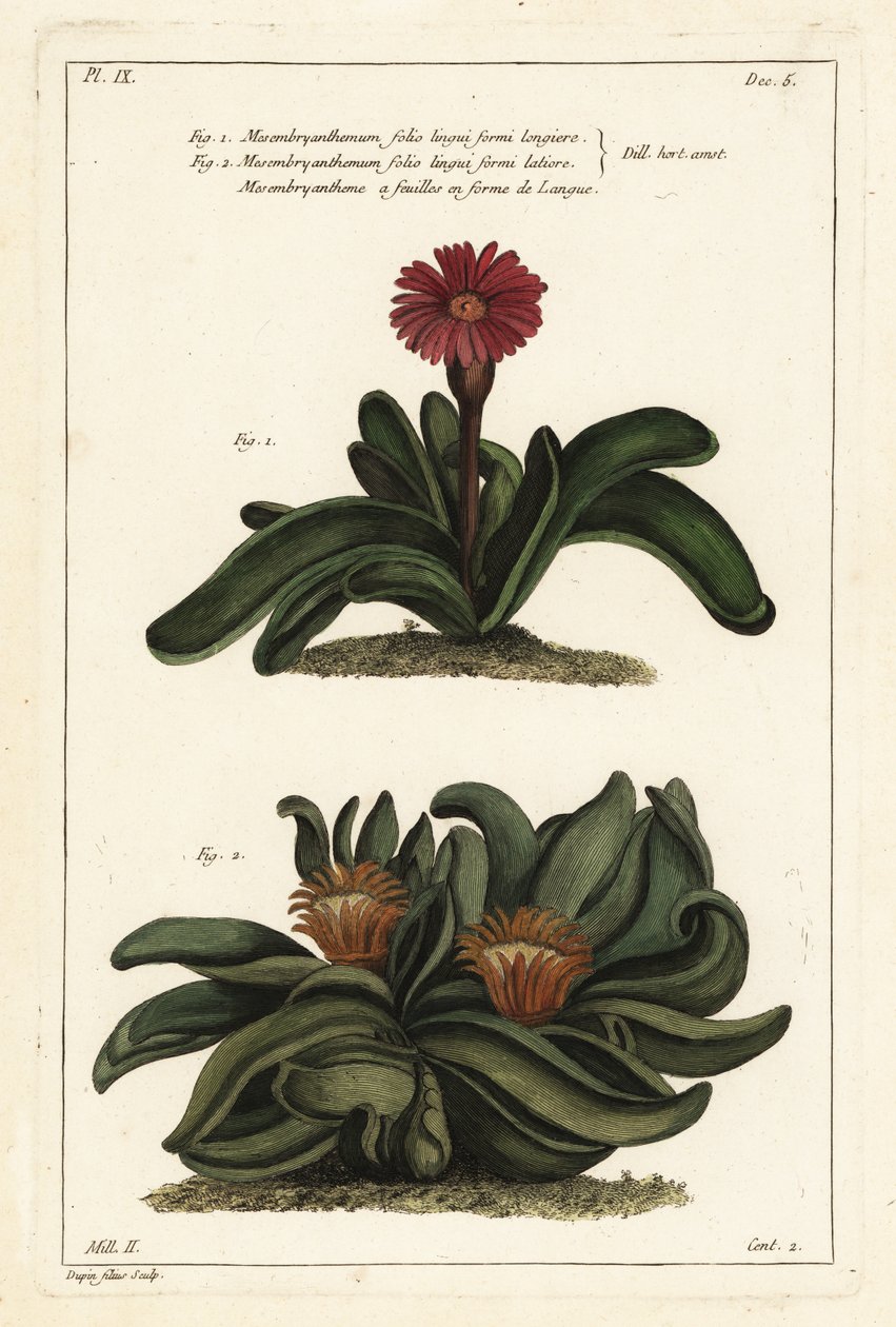 Elghornplante, Rhombophyllum dolabriforme (hatchet-leaved fiken ringblomst, Mesembryanthemum dolabriforme) av the Younger Dupin
