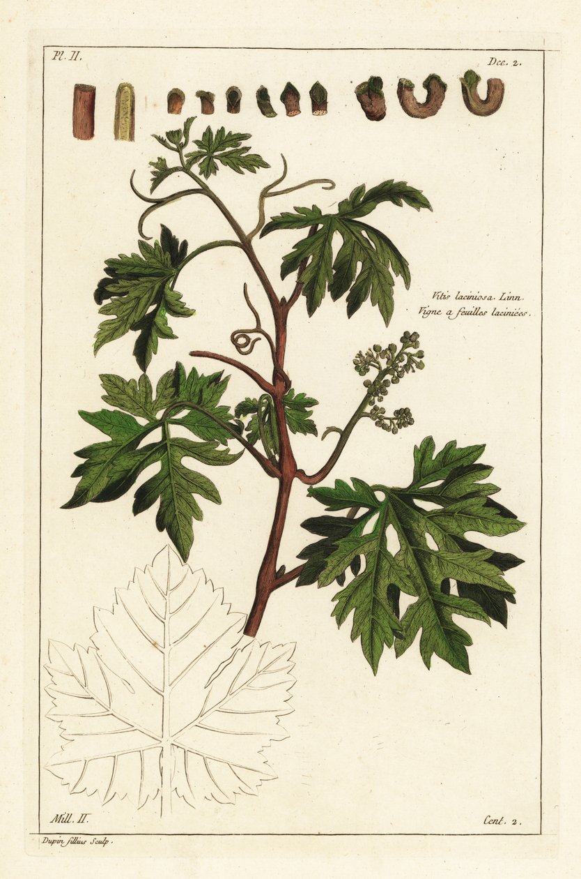 Blader og spirende druer på en vinranke, Vitis vinifera av the Younger Dupin