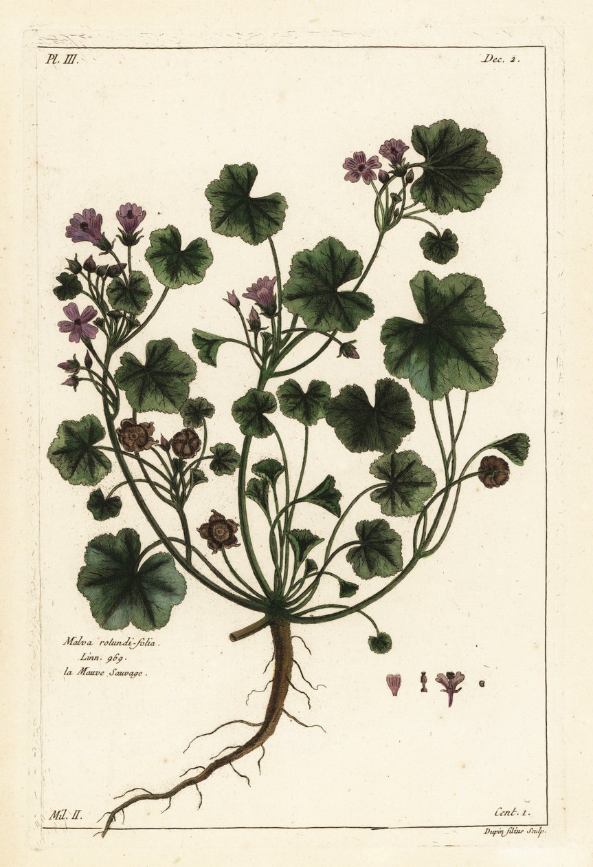 Lav malva eller rundbladet malva, Malva pusilla av the Younger Dupin