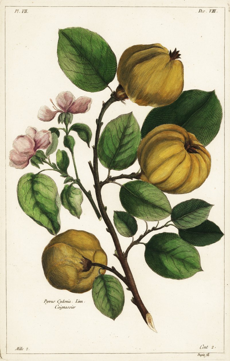Kvedetre og frukt Cydonia oblonga Pyrus cydonia Linn av the Younger Dupin