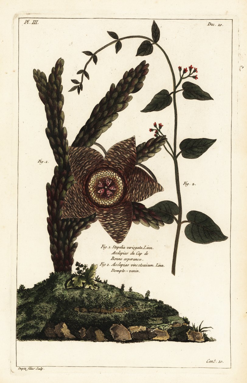 Sjøstjerneplante, Orbea variegata 1 og hvit svalurt, Vincetoxicum hirundinaria av the Younger Dupin