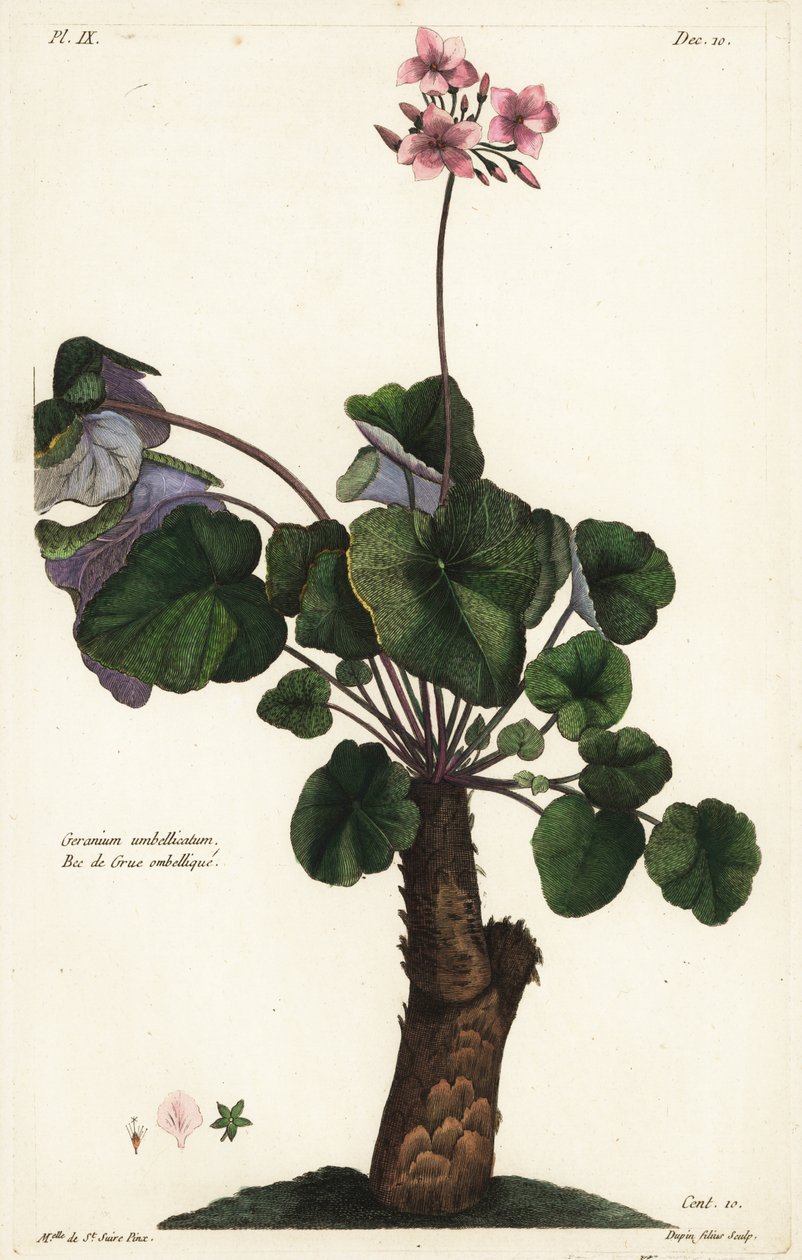 Uløste arter av geranium, Geranium av the Younger Dupin