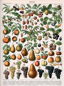 Illustrasjon av fruktvarianter, ca. 1905-10 (farge litho) av (after) Alillot