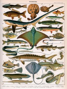 Illustrasjon av havfisk, ca. 1905-10 (litho-farge) av (after) Alillot