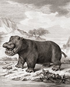 En flodhest (Hippopotamus amphibius)