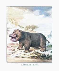 En flodhest (Hippopotamus amphibius)