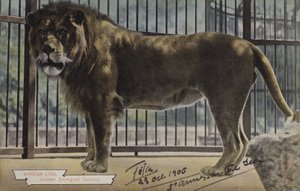 African Lion, London Zoological Gardens (fargebilde) av (after) English photographer