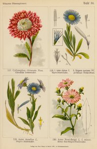 Callistephus Chinensis, Aster Alpinus, Erigeron Speciosus, Aster Amellus, Aster New-Belgia (farge litho) av (after) German School