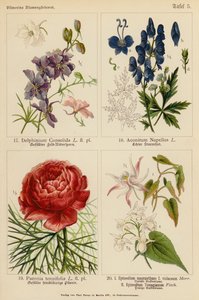 Delphinium Consolida, Aconitum Napellus, Paeonia Tenuifolia, Epimedium Macranthum F Violaceum, Epimedium Youngianum (farge litho) av (after) German School