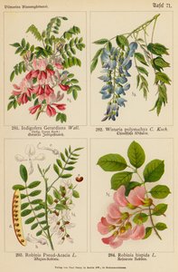Indigofera Gerardiana, Wistaria Polystachya, Robinia Pseud-Acacia, Robinia Hispida (farge litho) av (after) German School