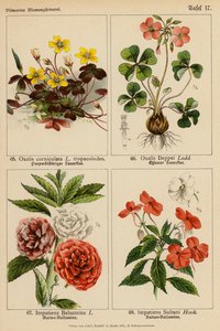 Oxalis Corniculata, Oxalis Deppei, Impatiens Balsamina, Impatiens Sultani (farge litho) av (after) German School