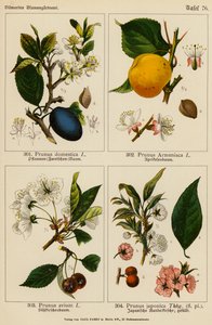 Prunus Domestica, Prunus Armeniaca, Prunus Avium, Prunus Japonica (farge litho)