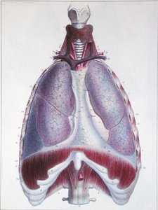 Anatomy of the lungs, fra 