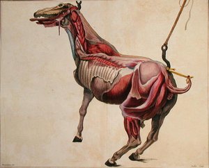 Fløyet hest, fra 