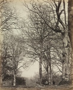 Dronning Adelaides bøk, før 1864. av 14th Earl of Caithness James Sinclair