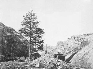 Thousand Mile Tree ved Wilhelminas Pass med en gruppe mennesker ved basen og en mann på toppen av treet ved siden av jernbanen.