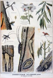 Skadelige insekter som er ødeleggende for skog, 1897 av A Clement