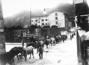Noen okser som brukes til transport av marmor fra bruddene i Apuan er laget for å gå langs en vei i Carrara (s/hv-bilde) av A. Corsini