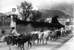 Noen okser som brukes til transport av marmor fra bruddene i Apuan er laget for å gå langs en vei i Carrara (s/hv-bilde)