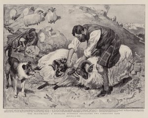 The Peacemaker, en Highland Shepherd som skiller to Combatant Rams av A. G. Small