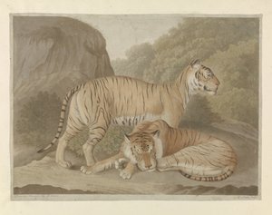 To tigre i et landskap
